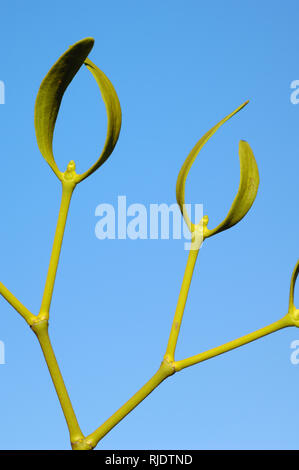Abstract Stalks, Plant Stems and Nodes and Characteristic Curved Leaves of European Mistletoe (Viscum album) Stock Photo