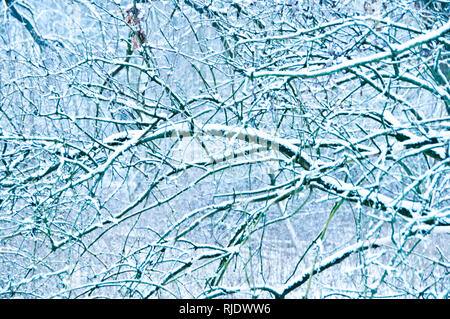 pattern of tree branches covered with snow Stock Photo