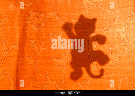 cat silhouette from sunlight on curtain, blurred background. Stock Photo