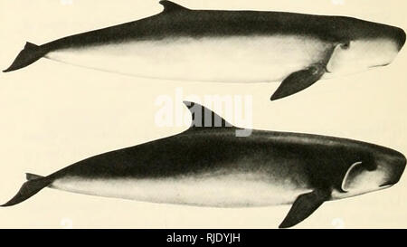 . Cetaceans of the Channel Islands National Marine Sanctuary. Cetacea; Mammals. . Please note that these images are extracted from scanned page images that may have been digitally enhanced for readability - coloration and appearance of these illustrations may not perfectly resemble the original work.. Leatherwood, Stephen; Stewart, Brent S; Folkens, Pieter A; Channel Islands National Marine Sanctuary (Calif. ); United States. National Marine Fisheries Service. [Santa Barbara, Calif. ] : National Marine Sanctuary Program Stock Photo