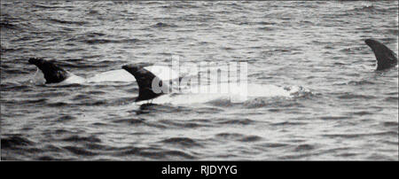 . Cetaceans of the Channel Islands National Marine Sanctuary / prepared for National Oceanic and Atmospheric Administration, Channel Islands National Marine Sanctuary and NOAA, National Marine Fisheries Service by Stephen Leatherwood, Brent S. Stewart, Pieter A. Folkens. Whales California Channel Islands.. FIGURE 25. A group of Risso's dolphins seen from aircraft off San Nicolas Island in August 1979. (Photo courtesy Hubbs Marine Research Center.). FIGURE 24. Risso's dolphins, absent or scarce in the SCB during cold water periods, are relatively abundant when warm water currents dominate. Thei Stock Photo