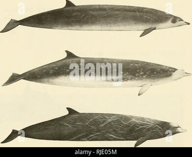 . Cetaceans of the Channel Islands National Marine Sanctuary. Cetacea; Mammals. . Please note that these images are extracted from scanned page images that may have been digitally enhanced for readability - coloration and appearance of these illustrations may not perfectly resemble the original work.. Leatherwood, Stephen; Stewart, Brent S; Folkens, Pieter A; Channel Islands National Marine Sanctuary (Calif. ); United States. National Marine Fisheries Service. [Santa Barbara, Calif. ] : National Marine Sanctuary Program Stock Photo