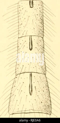 . Ceratopogoninae de Belgique. Diptera; Ceratopogonidae. . Please note that these images are extracted from scanned page images that may have been digitally enhanced for readability - coloration and appearance of these illustrations may not perfectly resemble the original work.. Goetghebuer, Maurice. Bruxelles : Hayez, imprimeur de l'Académie royale de Belgique Stock Photo