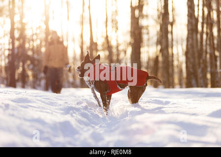 Tiger american staffordshire terrier with not cropped ears walks outdoor at winter sunny day Stock Photo