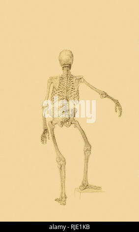 Human Skeleton, Posterior View: Right Arm Outstretched. Stock Photo