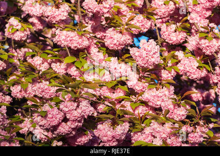 Pink sakura flowers on spring cherrys twigs. Springtime nature background Stock Photo