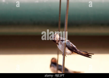 Detailed photo of a common european swallow looking to the camera. Summer, Portugal. Stock Photo
