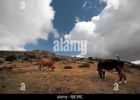 Mountain semi-wild cattle in a high mountain (Peneda - Geres, north of Portugal) Stock Photo