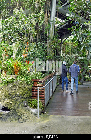 Visitors at the Cleveland Botanical Gardens in Cleveland, Ohio, USA walk through the Costa Rica rainforest inspired greenhouse exhibition. Stock Photo