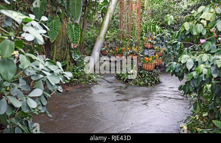 A replica of the Costa Rica Rainforest inside the Eleanor Armstrong Smith Glasshouse at the Cleveland Botanical Gardens in Cleveland, Ohio, USA. Stock Photo