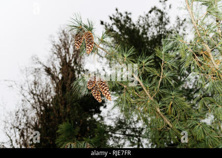 View from below of five fir-tree pine cones in the French forest Stock Photo