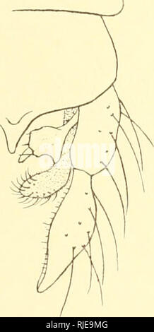 . Ceratopogoninae de Belgique. Diptera; Ceratopogonidae. FiG. 124. Aile de Tanytarsus sylvaticus &lt;^.. Please note that these images are extracted from scanned page images that may have been digitally enhanced for readability - coloration and appearance of these illustrations may not perfectly resemble the original work.. Goetghebuer, Maurice. Bruxelles : Hayez, imprimeur de l'Académie royale de Belgique Stock Photo