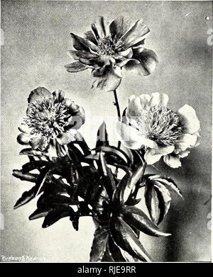. The century book of gardening; a comprehensive work for every lover of the garden. Gardening. DOUBLE HIGH-CENTRED PEONIES. disclose ten to thirty seeds, about the size of peas, the fertile ones blue-black and the sterile of a bright scarlet, the effect being even more decorative than the flower displav. P. Wittmanniana, from Persia, flowers single, primrose yellow. The Tree Pseony, or Paeonia Moutan, was introduced over 100 years ago, and has probably been cultivated by the Chinese for more than 1,000 years. It is perfectly hardy, but occasionally gets badly crippled by spring frosts and cut Stock Photo