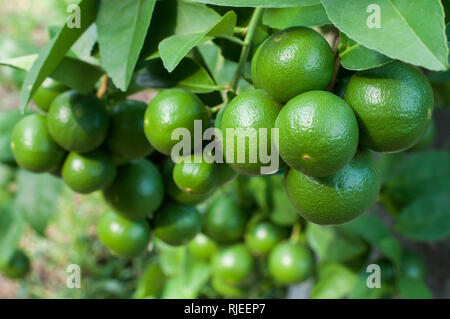 bunch of fruitful green lime on tree in garden Stock Photo