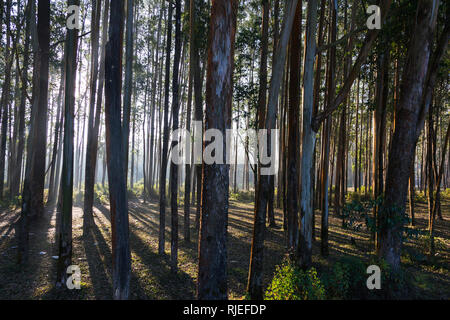 Eucalyptus trees, Munnar, Kerala, India Stock Photo