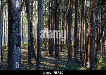 Eucalyptus trees, Munnar, Kerala, India Stock Photo