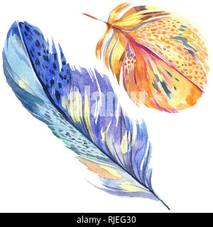 Colorful bird feather from wing isolated. Watercolor background ...