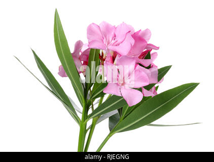 Pink oleander flowers and leaves isolated on white background Stock Photo