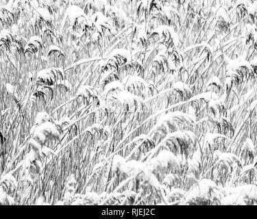 Common reed (Phragmites australis) covered in snow during the 2018/2019 winter Stock Photo
