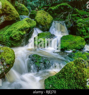 Falls, Cataract Canyon, Mount Tamalpais, Marin County, California