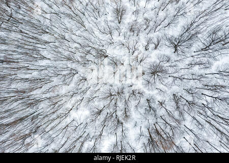 Top view of winter trees in the forest. Aerial drone shot Stock Photo