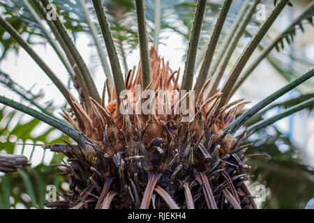 Green leaves and center of female plant called sago palm - latin name Cycas revoluta Stock Photo