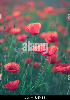 Red poppies field with rising sun during summer morning Stock Photo