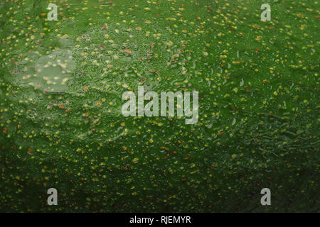 Green avocado peel skin close up macro image background Stock Photo