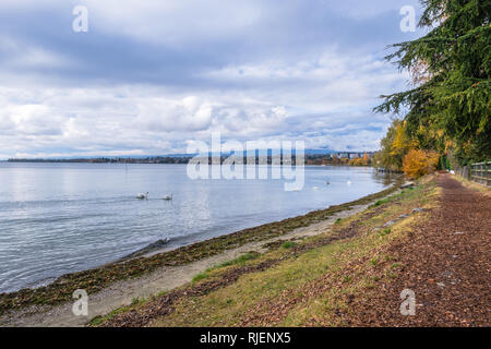 A beautiful view over Lake Geneva towards Morges, Switzerland, with swans in the foreground Stock Photo