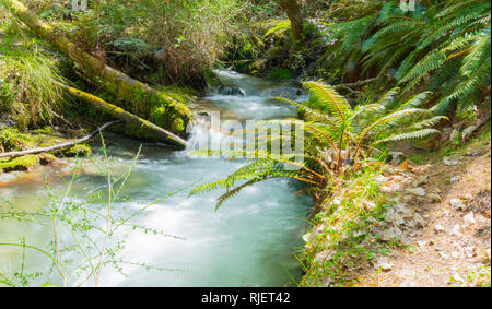 Forest stream though lush green New Zealand natural bush Stock Photo