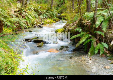 Forest stream though lush green New Zealand natural bush Stock Photo