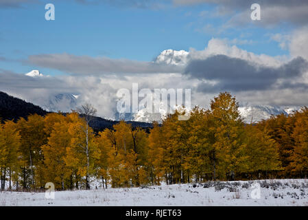 WYOMING - Snow on the meadows before the aspen trees have even turned to fall colors with Mount Moran in the background, Grand Teton National Park. Stock Photo