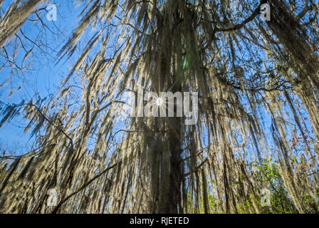 Spanish moss hangs from a tree on Mangum Avenue, Feb. 6, 2015 in Selma, Alabama. Spanish moss (Tillandsia usneoides) tends to grow in humid climates. Stock Photo