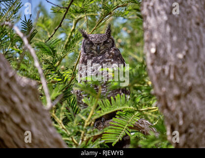 Spotted Eagle Owl with eyes closed, resting on a branch of large tree, appearing between large branch of an evergreen Stock Photo