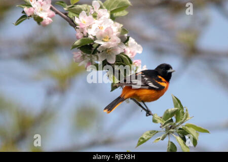 Baltimore Oriole in Nature reserve Stock Photo