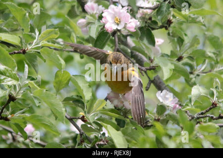 Baltimore Oriole in Nature reserve Stock Photo