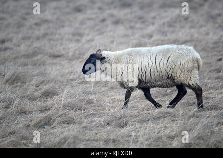 Sheep out in winter pasture Amherst Island Stock Photo