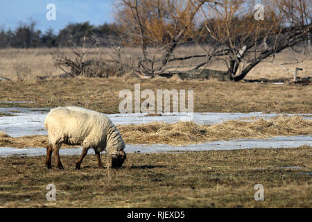 Sheep out in winter pasture Amherst Island Stock Photo