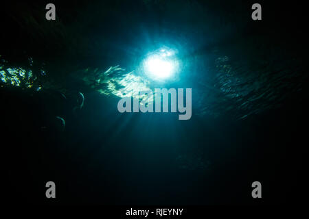 Underwater scene with sunrays and fish. Stock Photo