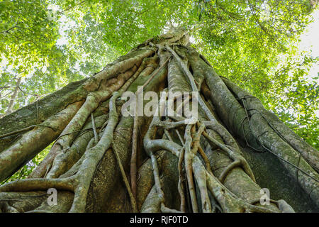 Many roots of big tree in the forest. Stock Photo