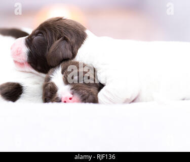 English Springer Spaniel Puppies Stock Photo