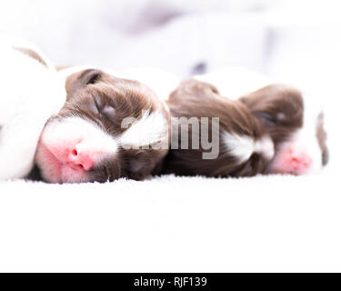 English Springer Spaniel Puppies Stock Photo