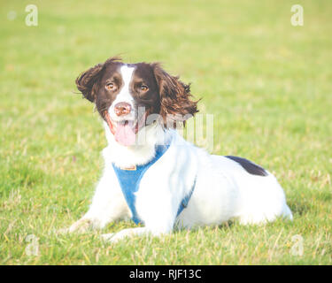 Male English Springer Spaniel Dog Adult K9 Stock Photo