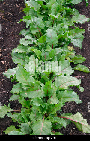 Beetroot leaves Stock Photo