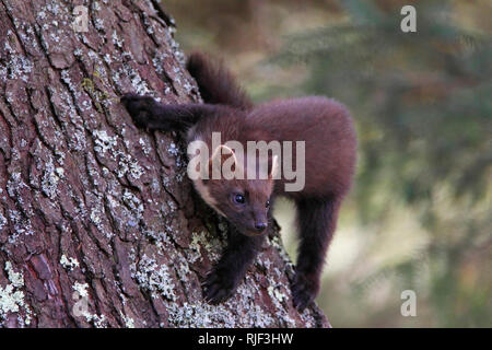 PINE MARTEN (Martes martes) climbing a tree trunk, Scotland, UK. Stock Photo