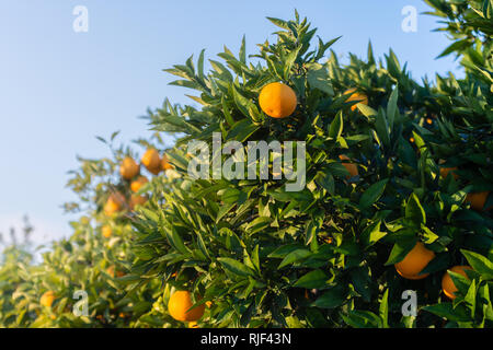 Orange garden. Detail of oranges on the tree. Spanish fruit Stock Photo