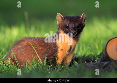 PINE MARTEN, Scotland, UK. Stock Photo