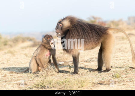 Gelada Baboon (Theropithecus gelada). Dominant male and female. Ethiopia Stock Photo