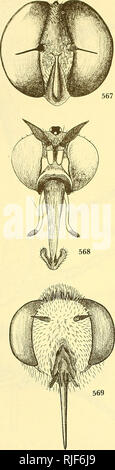 . Bee flies of the world: the genera of the family Bombyliidae. Bombyliidae; Parasites. 518 BEE KLIES OF THE WORLD. Please note that these images are extracted from scanned page images that may have been digitally enhanced for readability - coloration and appearance of these illustrations may not perfectly resemble the original work.. Hull, Frank M. (Frank Montgomery), 1901-1982. Washington, Smithsonian Institution Press Stock Photo