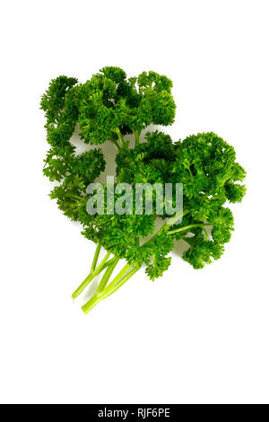 bunch of fresh curly parsley Stock Photo